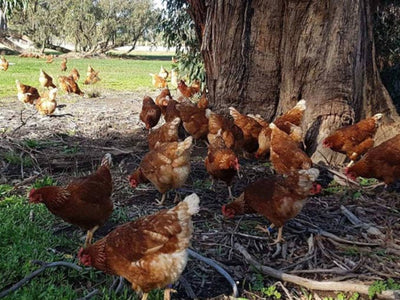 Eggs Free Range Grass Fed
