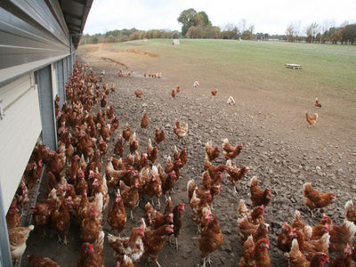 Eggs Free Range Grain Fed